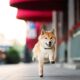 Shiba Inu is outperforming Bitcoin in 2024 and it's not even close.  But does that make it a purchase?