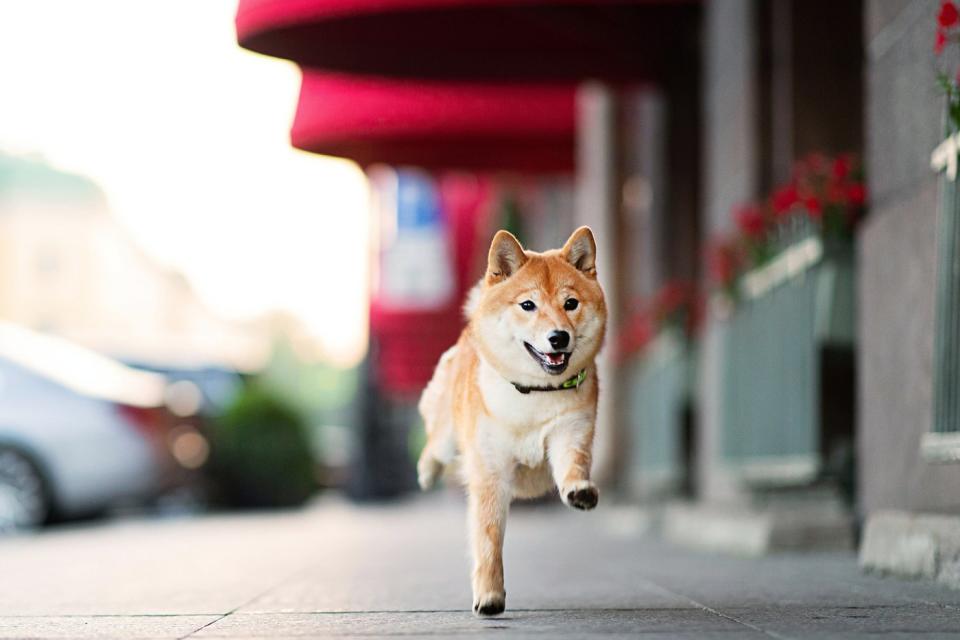 A Shiba Inu dog running on the sidewalk.