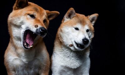 Top Dogs: Floki, Bonk and Dogwifhat Prices Rise as Bitcoin and Ethereum Cool