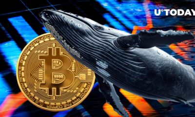 Major Bitcoin Whale Makes Huge Transfer to Coinbase