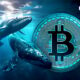 Large Whales Buying Bitcoin (BTC) Drops: Data